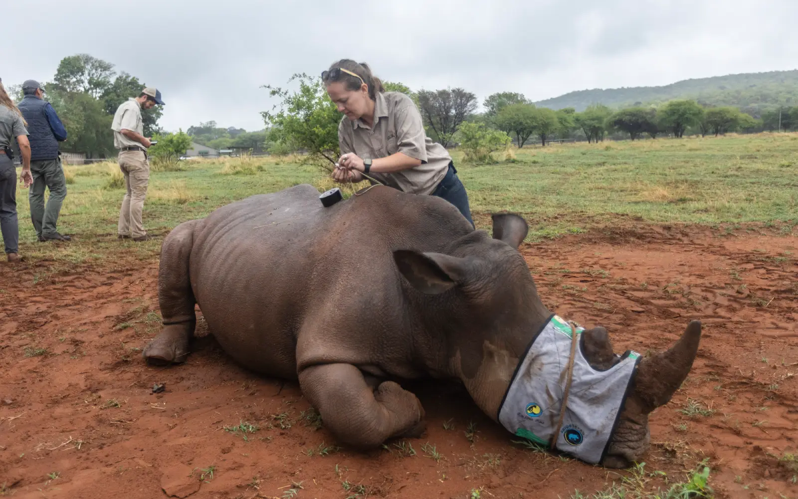 Cover Image for Rhino horn sales, shark protection on wildlife talks agenda