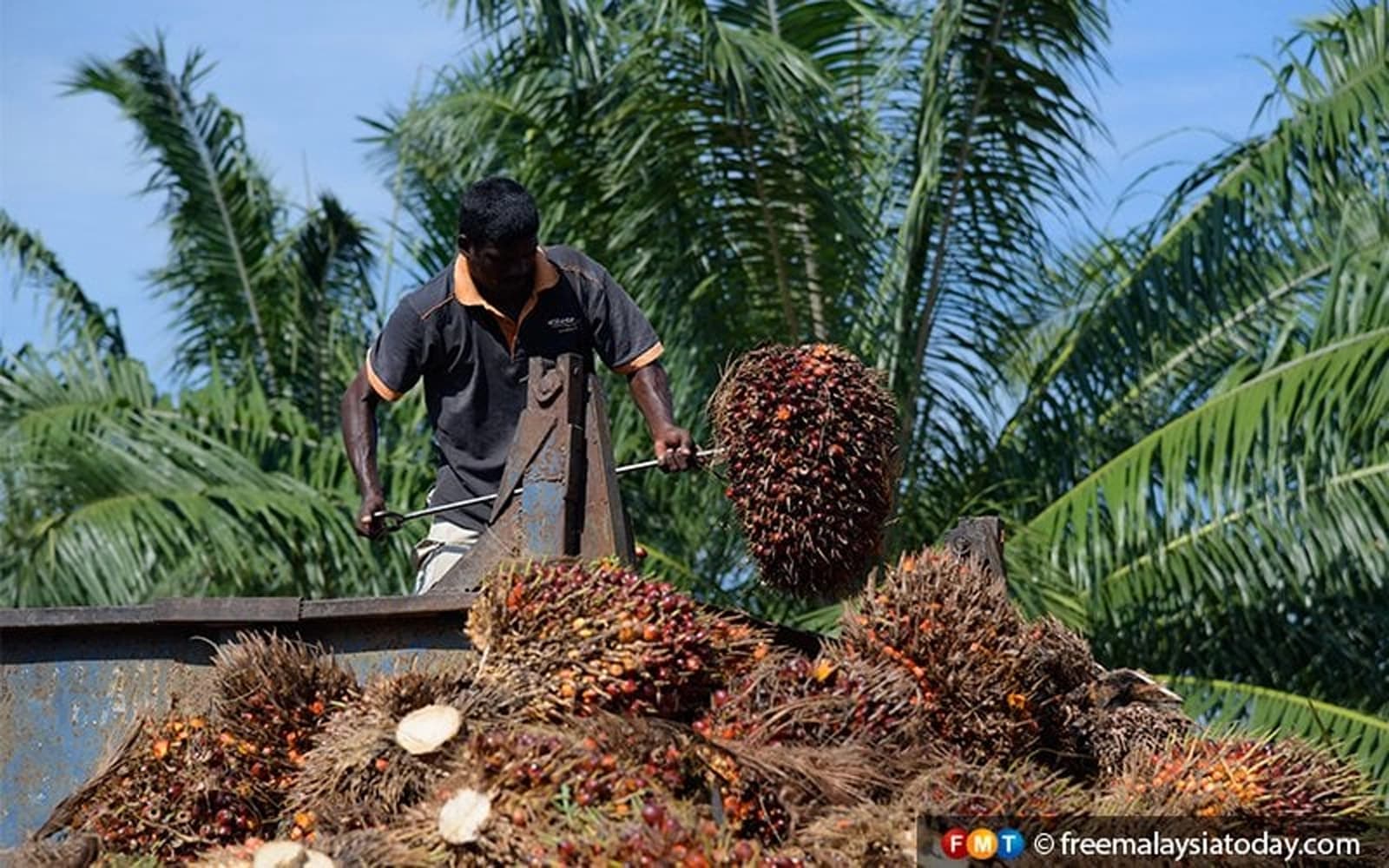 Cover Image for Palm oil starts the week higher, tracking stronger soybean oil