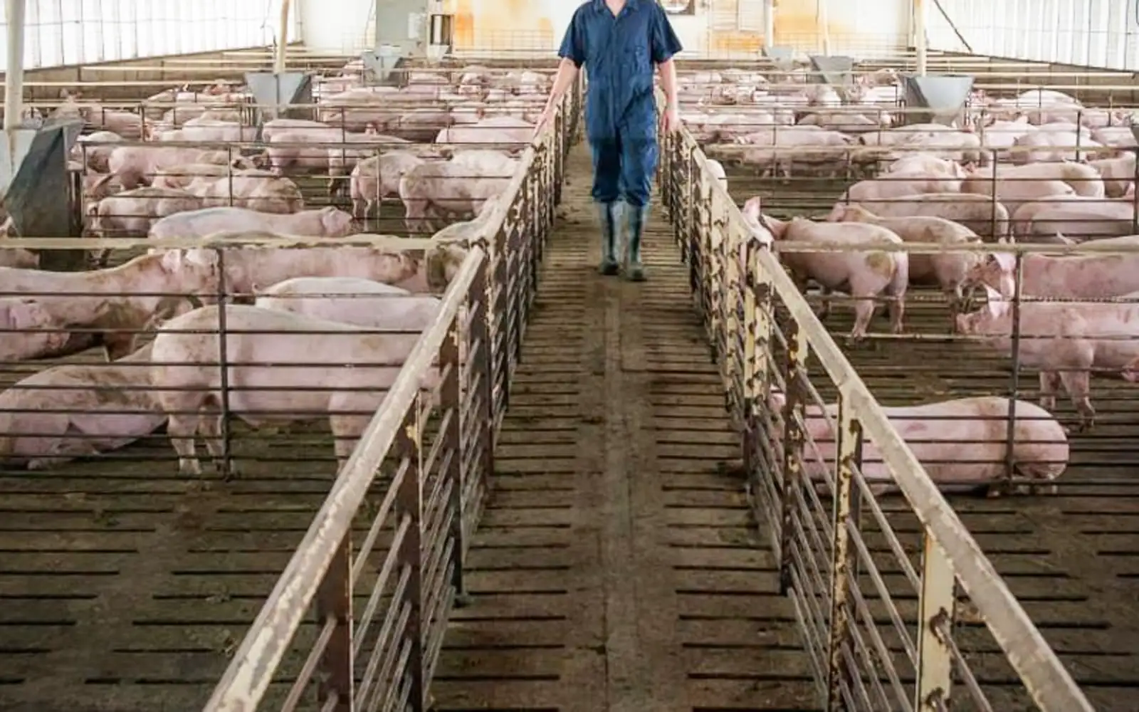 Cover Image for Selangor govt to discuss PM’s call to cancel Bukit Tagar pig farming plan