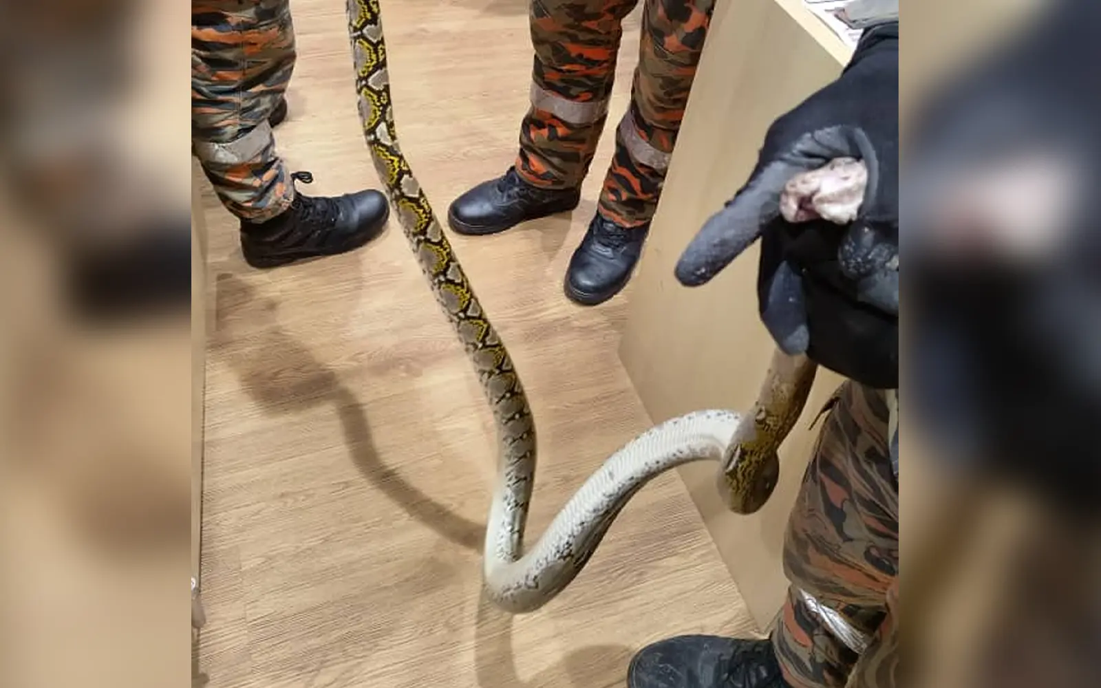 Cover Image for Shah Alam pharmacy staff bitten by python in restroom