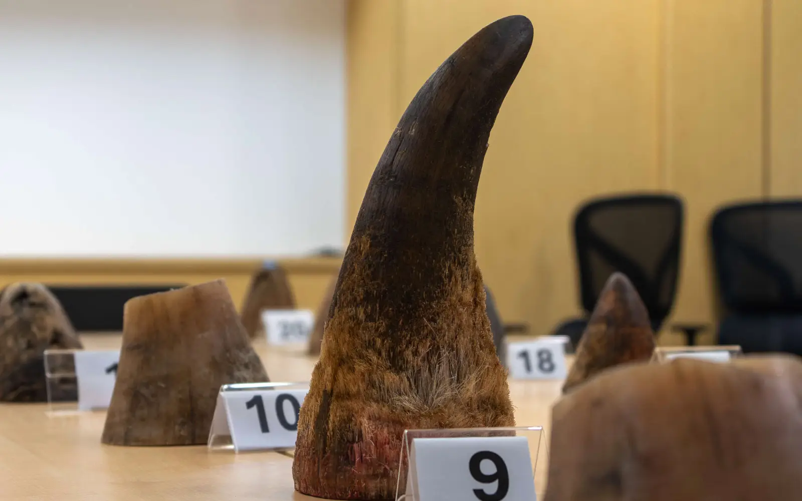 Cover Image for Singapore seizes record rhino horn haul